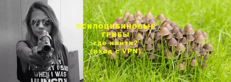 купить   Бутурлиновка  Галлюциногенные грибы Psilocybe 